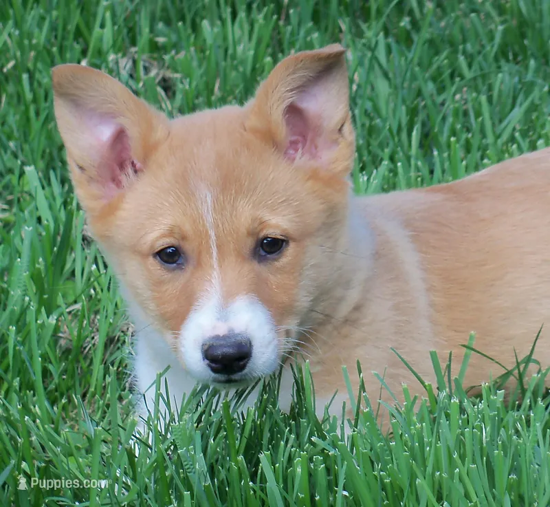 Rascal – Pembroke Welsh Corgi puppy for sale in Zanesville, OH