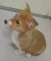 Rascal, a male Pembroke Welsh Corgi for sale in Zanesville, OH – Photo 3 of 8