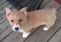 Rascal, a male Pembroke Welsh Corgi for sale in Zanesville, OH – Photo 8 of 8