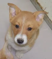 Rascal, a male Pembroke Welsh Corgi for sale in Zanesville, OH – Photo 4 of 8