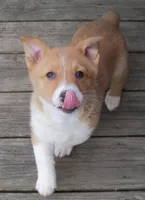 Rascal, a male Pembroke Welsh Corgi for sale in Zanesville, OH – Photo 5 of 8