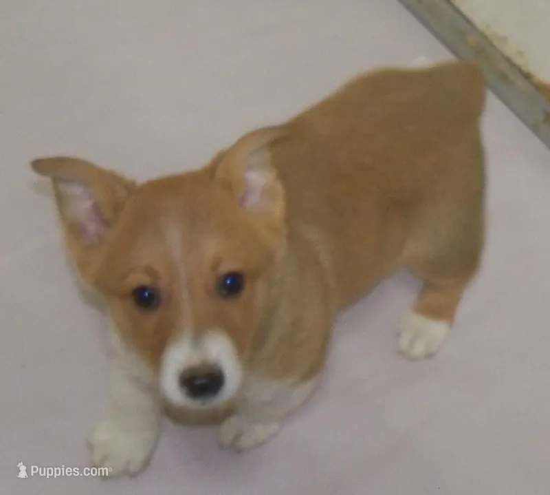 Rascal – Pembroke Welsh Corgi puppy for sale in Zanesville, OH