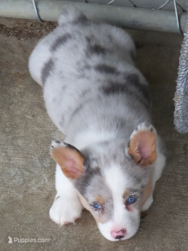 Royal.......Bluie blue merle – Pembroke Welsh Corgi puppy on hold in Zanesville, OH