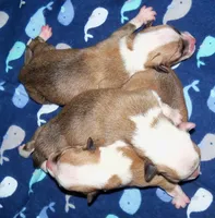 Honeymoon is over, a  Pembroke Welsh Corgi for sale in Zanesville, OH – 4 of 8