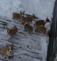 Foxy....Genetic tested, a female Pembroke Welsh Corgi for sale in Zanesville, OH – Photo 9 of 9