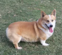 Foxy....Genetic tested, a female Pembroke Welsh Corgi for sale in Zanesville, OH – Photo 6 of 9