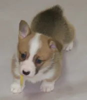 Foxy....Genetic tested, a female Pembroke Welsh Corgi for sale in Zanesville, OH – Photo 1 of 9