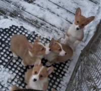 Foxy....Genetic tested, a female Pembroke Welsh Corgi for sale in Zanesville, OH – Photo 8 of 9