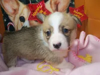 Foxy....Genetic tested, a female Pembroke Welsh Corgi for sale in Zanesville, OH – Photo 3 of 9
