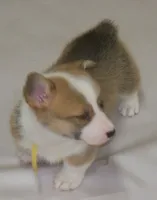 Foxy....Genetic tested, a female Pembroke Welsh Corgi for sale in Zanesville, OH – Photo 2 of 9