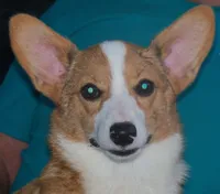SADIE, a female Pembroke Welsh Corgi for sale in Zanesville, OH – 7 of 8