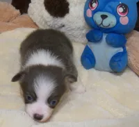 Slate   (Bluie), a male Pembroke Welsh Corgi for sale in Zanesville, OH – 6 of 9