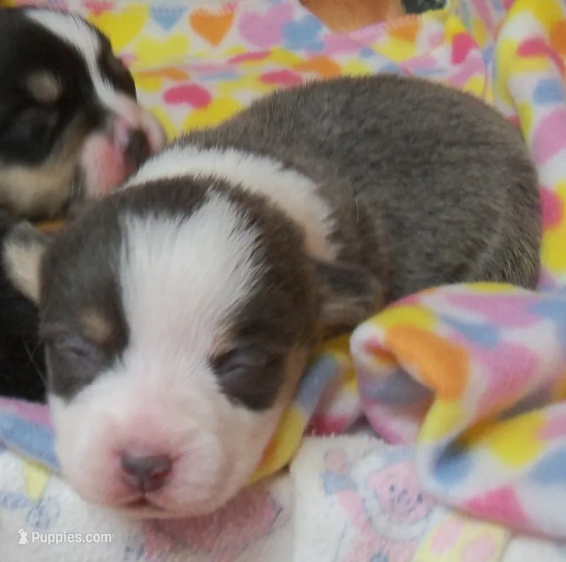 Denim....Bluie – Pembroke Welsh Corgi puppy for sale in Zanesville, OH