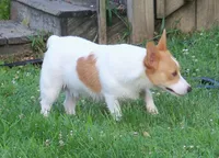 Rusty...triple clear, a male Pembroke Welsh Corgi for sale in Zanesville, OH – 6 of 6