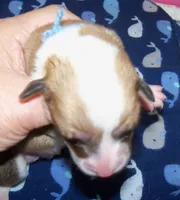MALE..blue, a male Pembroke Welsh Corgi for sale in Zanesville, OH – 4 of 6