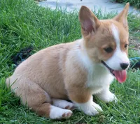 Taffy, a female Pembroke Welsh Corgi for sale in Zanesville, OH – Photo 2 of 5