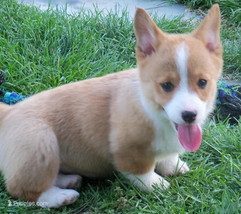 Taffy – Pembroke Welsh Corgi puppy for sale in Zanesville, OH