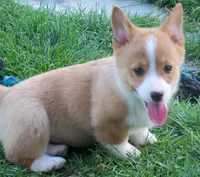 Taffy, a female Pembroke Welsh Corgi for sale in Zanesville, OH – Photo 1 of 5