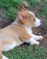Taffy, a female Pembroke Welsh Corgi for sale in Zanesville, OH – Photo 5 of 5