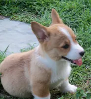 Taffy, a female Pembroke Welsh Corgi for sale in Zanesville, OH – Photo 4 of 5