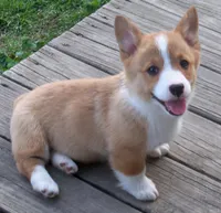 Taffy, a female Pembroke Welsh Corgi for sale in Zanesville, OH – Photo 3 of 5