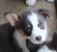 Denim....Bluie, a female Pembroke Welsh Corgi for sale in Zanesville, OH – 2 of 9