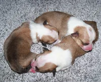 Honeymoon is over, a  Pembroke Welsh Corgi for sale in Zanesville, OH – 5 of 8