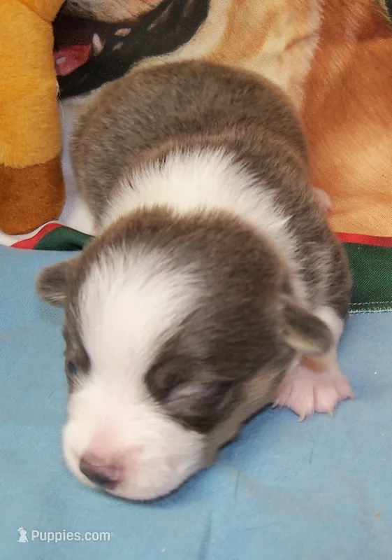 Slate   (Bluie) – Pembroke Welsh Corgi puppy for sale in Zanesville, OH