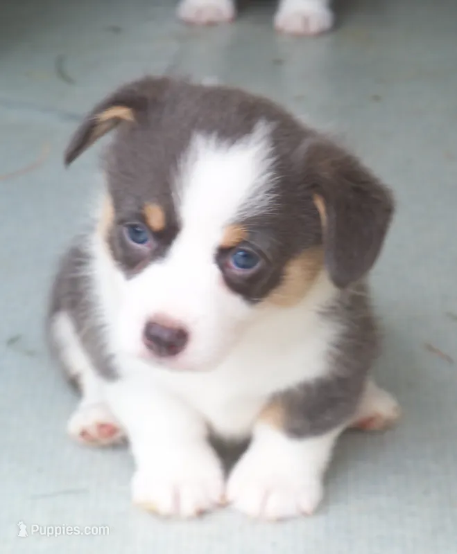 Denim....Bluie – Pembroke Welsh Corgi puppy for sale in Zanesville, OH