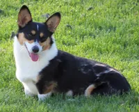 Slate   (Bluie), a male Pembroke Welsh Corgi for sale in Zanesville, OH – 4 of 5