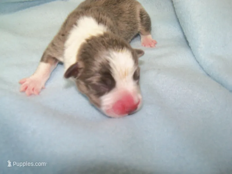 Slate   (Bluie) – Pembroke Welsh Corgi puppy for sale in Zanesville, OH