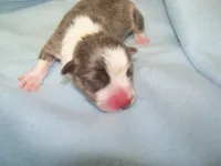 Slate   (Bluie), a male Pembroke Welsh Corgi for sale in Zanesville, OH – 1 of 5
