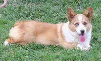Slate   (Bluie), a male Pembroke Welsh Corgi for sale in Zanesville, OH – 5 of 5