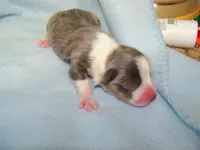 Slate   (Bluie), a male Pembroke Welsh Corgi for sale in Zanesville, OH – 2 of 5