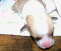 FEMALE...dotty, a female Pembroke Welsh Corgi for sale in Zanesville, OH – 2 of 5