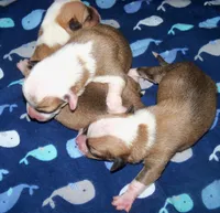 Honeymoon is over, a  Pembroke Welsh Corgi for sale in Zanesville, OH – 7 of 8