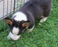 Romeo, a male Pembroke Welsh Corgi for sale in Zanesville, OH – 3 of 4