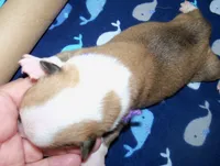 MALE...purple, a male Pembroke Welsh Corgi for sale in Zanesville, OH – 5 of 5