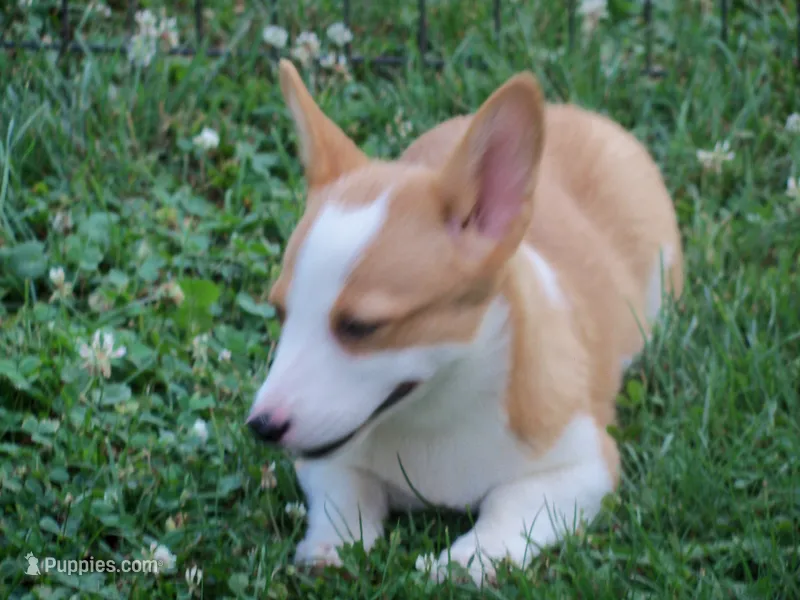 Sarah – Pembroke Welsh Corgi puppy for sale in Zanesville, OH