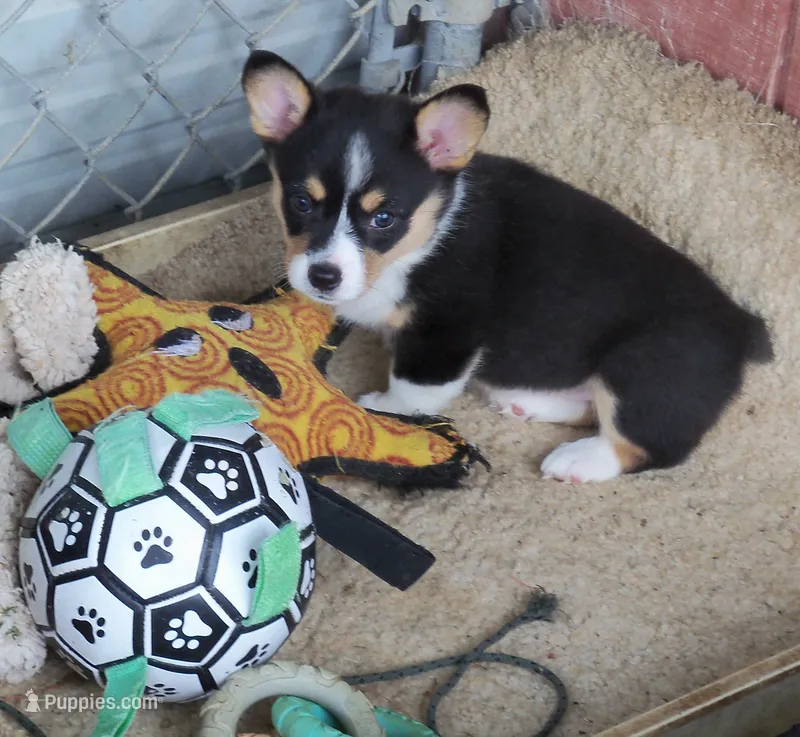 Indigo – Pembroke Welsh Corgi puppy on hold in Zanesville, OH
