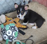 Indigo, a female Pembroke Welsh Corgi for sale in Zanesville, OH – 1 of 8