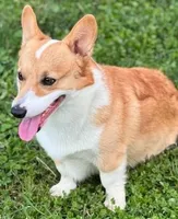 Honeymoon, a  Pembroke Welsh Corgi for sale in Zanesville, OH – 4 of 4