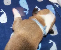 MALE..blue, a male Pembroke Welsh Corgi for sale in Zanesville, OH – 5 of 6