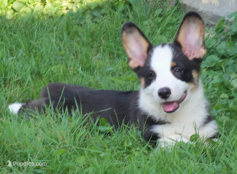 Romeo – Pembroke Welsh Corgi puppy for sale in Zanesville, OH