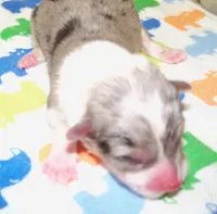 SKY    Blue merle, a male Pembroke Welsh Corgi for sale in Zanesville, OH – 1 of 5