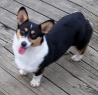 SKY    Blue merle, a male Pembroke Welsh Corgi for sale in Zanesville, OH – 4 of 5