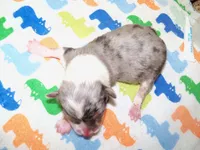 SKY    Blue merle, a male Pembroke Welsh Corgi for sale in Zanesville, OH – 3 of 5