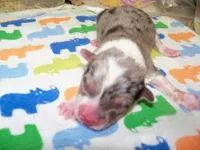 SKY    Blue merle, a male Pembroke Welsh Corgi for sale in Zanesville, OH – 2 of 5