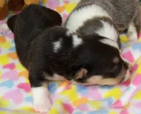 Indigo, a female Pembroke Welsh Corgi for sale in Zanesville, OH – 3 of 8