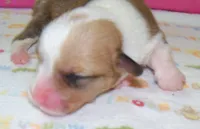 FEMALE...dotty, a female Pembroke Welsh Corgi for sale in Zanesville, OH – 1 of 5
